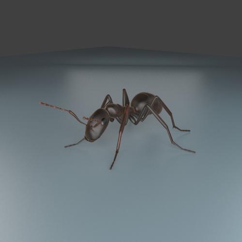 Black Garden Ant Cycles preview image